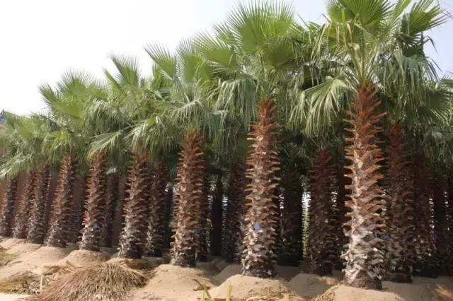 海南，发展与保护的双重挑战与机遇——探寻我的观点之路